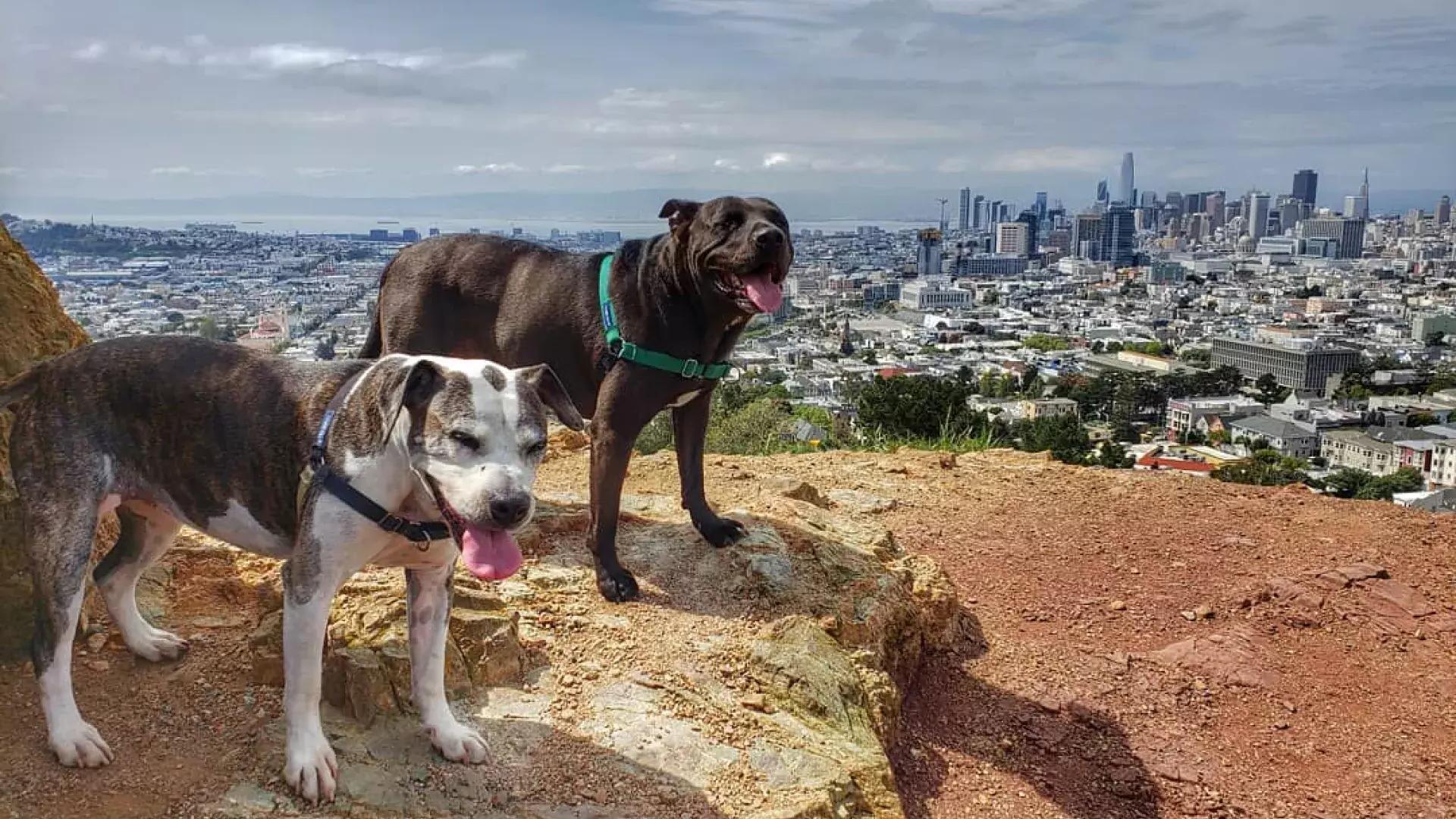 Dogs at the top of Corona Heights