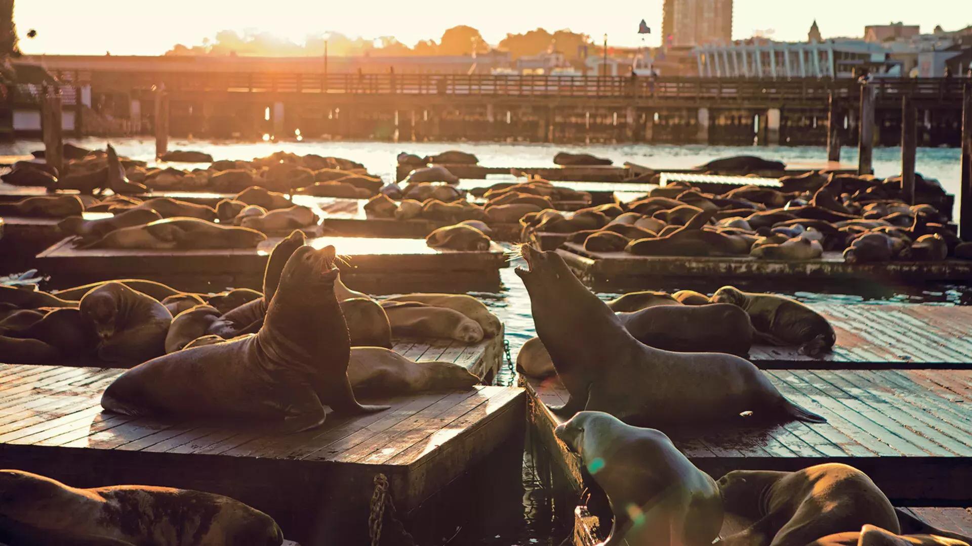 Sea Lions rest on PIER 39's K Dock at Sunset