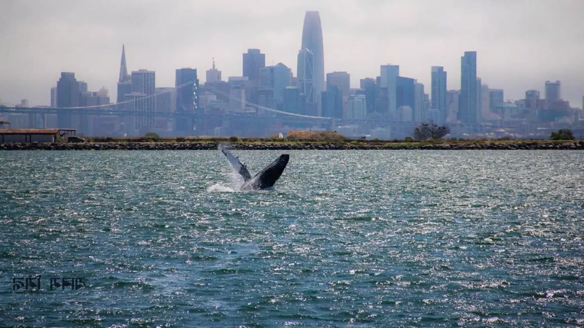 A whale breaches in the waters of San Francisco Bay.