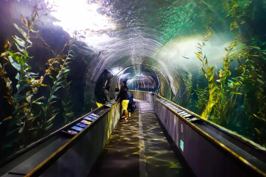 Eine Familie betrachtet das Meeresleben in einem Tunnel im Aquarium of the Bay