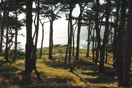 Hikers walk along a forested section of Lands End Trail, with the Pacific Ocean in the background.