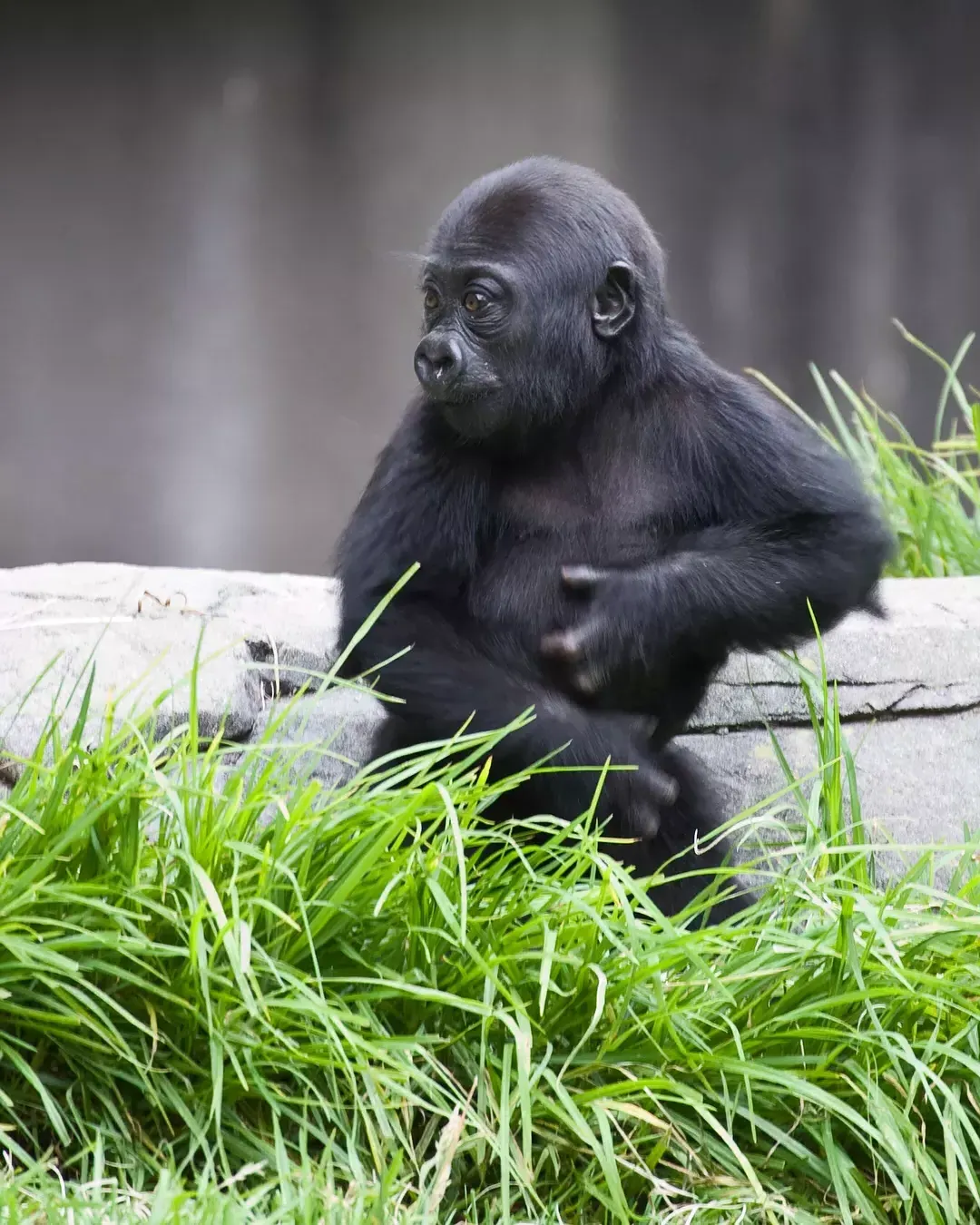 A baby gorilla at the 贝博体彩app动物园.