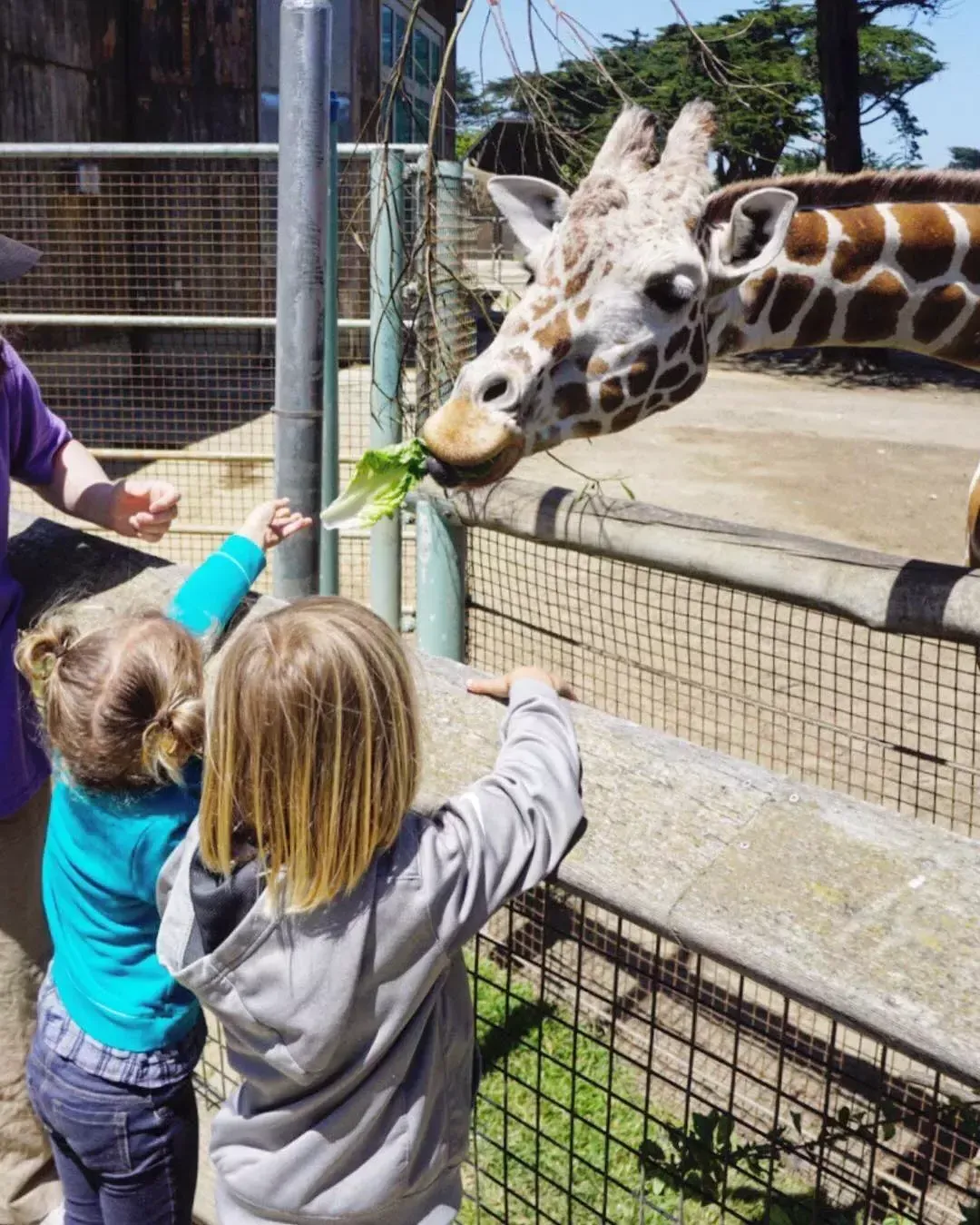 Children feed a giraffe at the 贝博体彩app动物园.