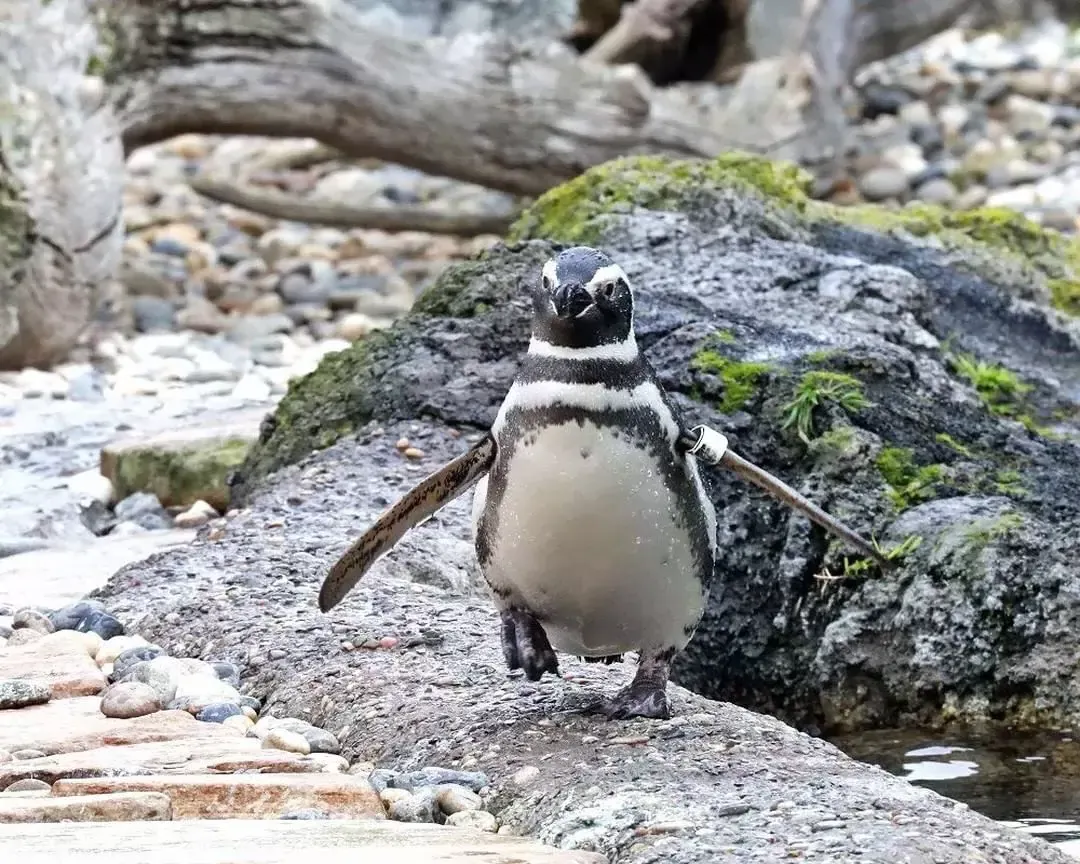 A penguin at the 贝博体彩app动物园.