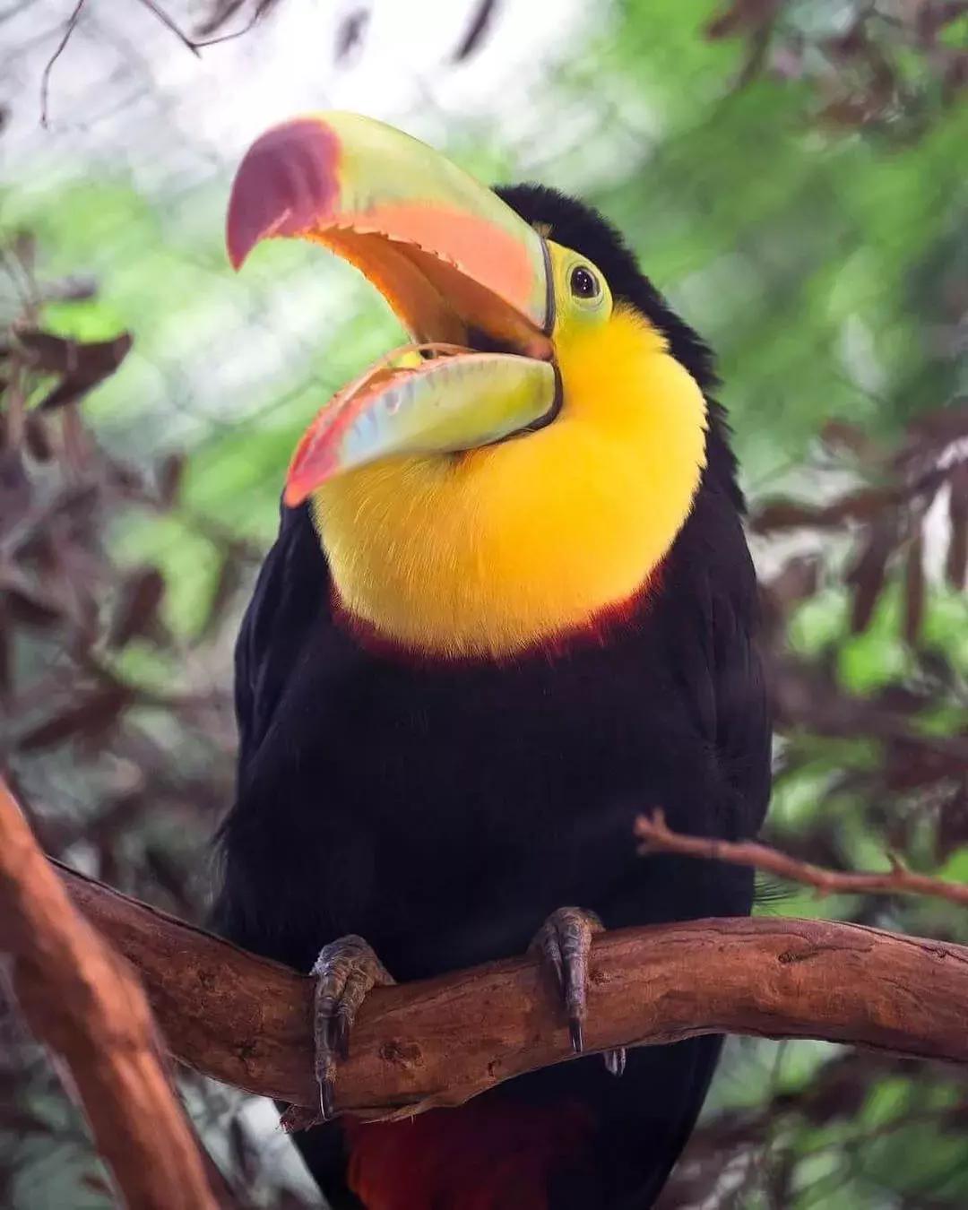 A toucan at the 贝博体彩app动物园.