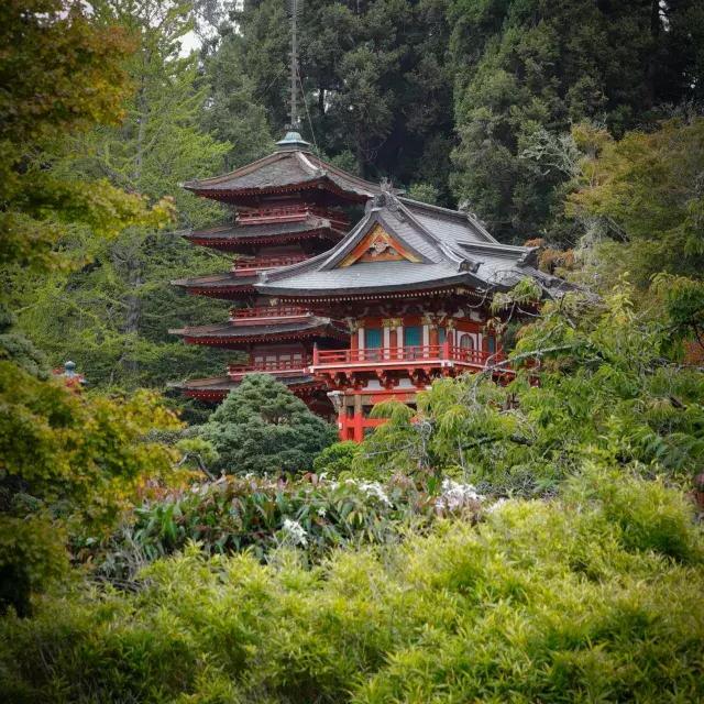 日本Teegarten