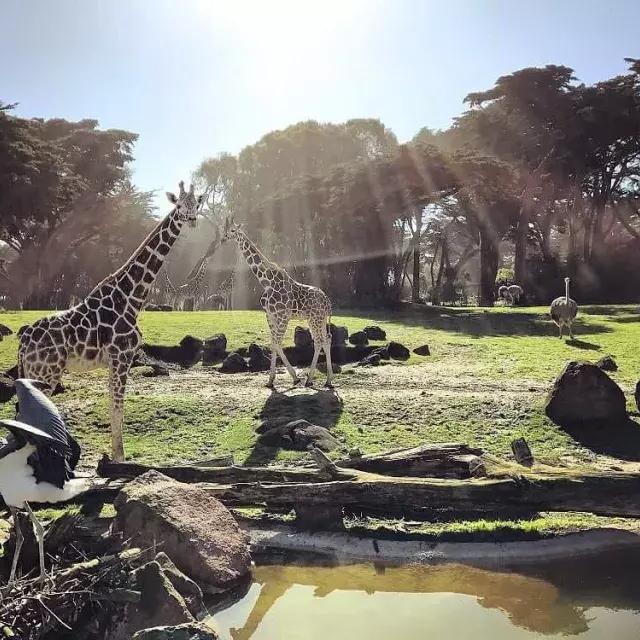 动物们在贝博体彩app的动物园和花园里游荡.
