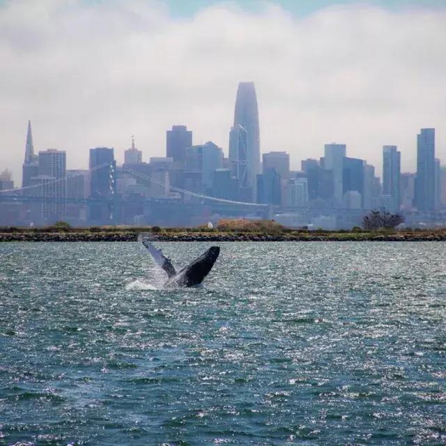 Uma baleia surge nas águas da Baía de São Francisco.