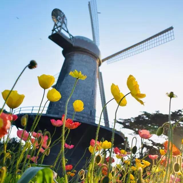Tulipas florescem sob um dos famosos moinhos de vento do Golden Gate Park.